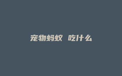 宠物蚂蚁 吃什么