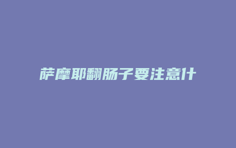 萨摩耶翻肠子要注意什么