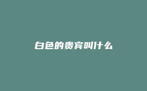 白色的贵宾叫什么