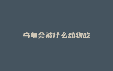 乌龟会被什么动物吃