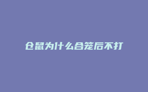 仓鼠为什么合笼后不打架