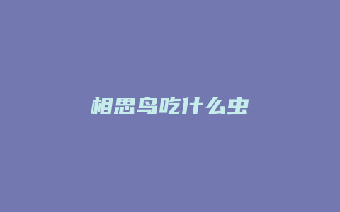 相思鸟吃什么虫