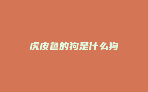 虎皮色的狗是什么狗