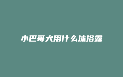 小巴哥犬用什么沐浴露最好