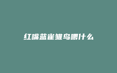 红嘴蓝雀雏鸟喂什么