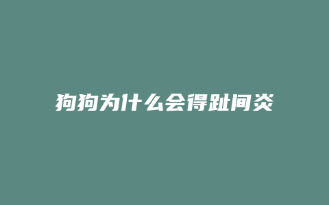 狗狗为什么会得趾间炎