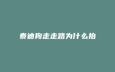 泰迪狗走走路为什么抬腿什么原因