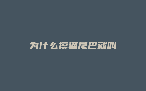 为什么摸猫尾巴就叫