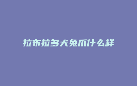 拉布拉多犬兔爪什么样