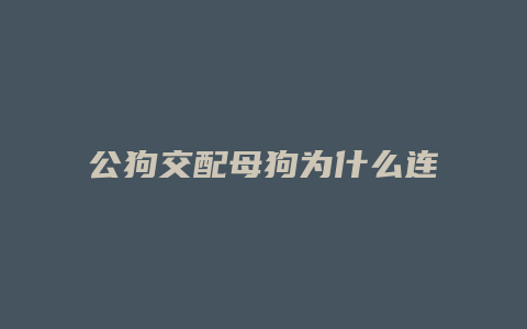 公狗交配母狗为什么连在一起图片