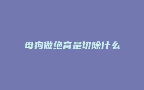 母狗做绝育是切除什么