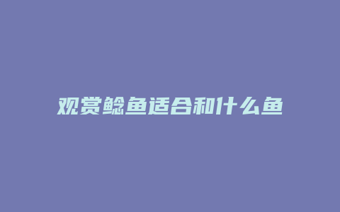 观赏鲶鱼适合和什么鱼一起养