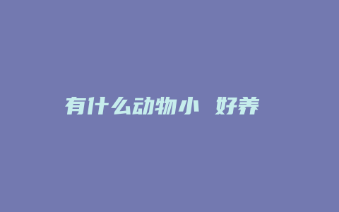 有什么动物小 好养 亲人