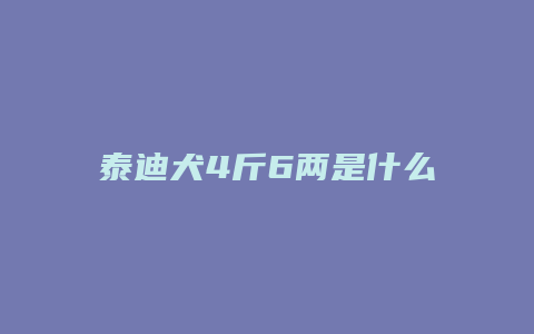 泰迪犬4斤6两是什么体型