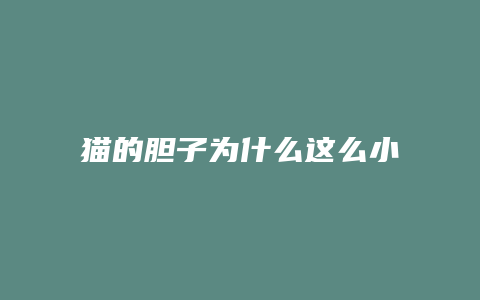 猫的胆子为什么这么小