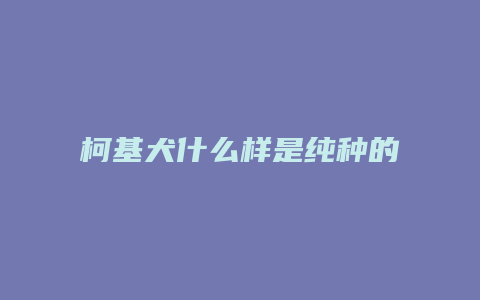 柯基犬什么样是纯种的