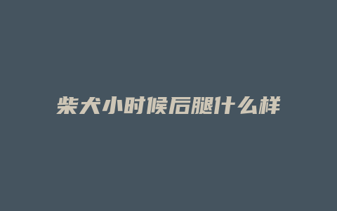 柴犬小时候后腿什么样