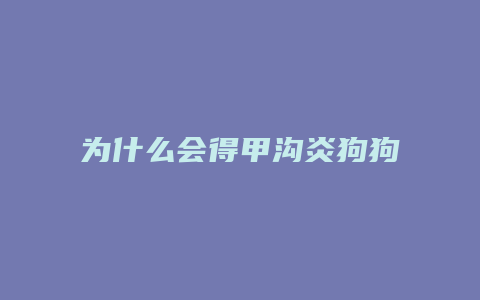 为什么会得甲沟炎狗狗