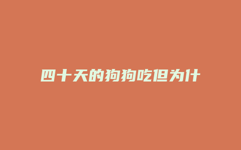 四十天的狗狗吃但为什么补唱肉