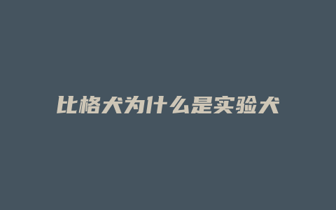 比格犬为什么是实验犬