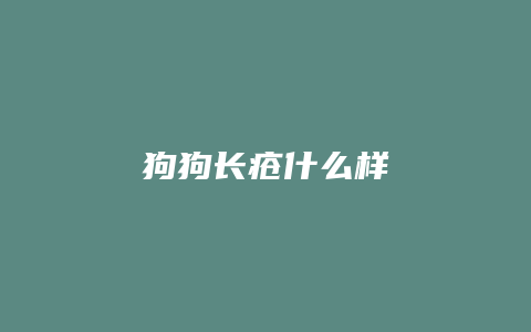 狗狗长疮什么样