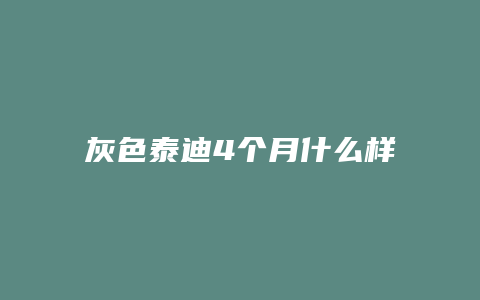 灰色泰迪4个月什么样