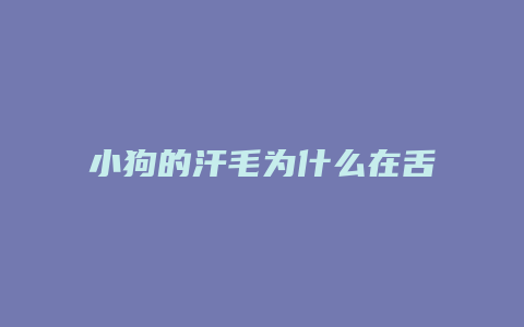 小狗的汗毛为什么在舌头上