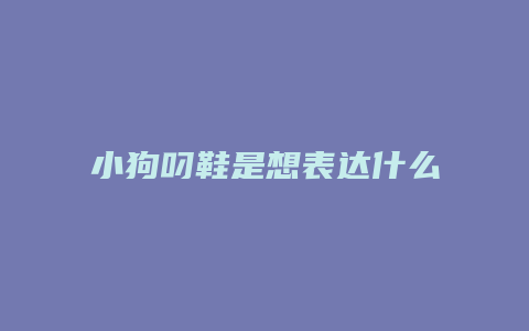 小狗叼鞋是想表达什么