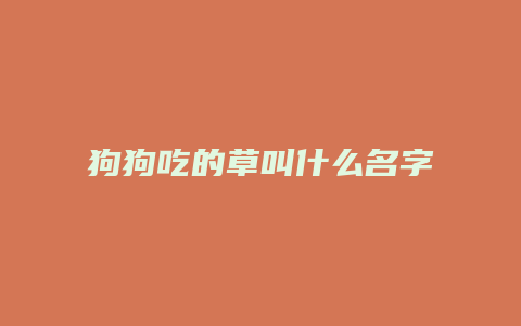 狗狗吃的草叫什么名字