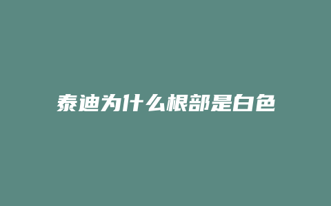 泰迪为什么根部是白色的