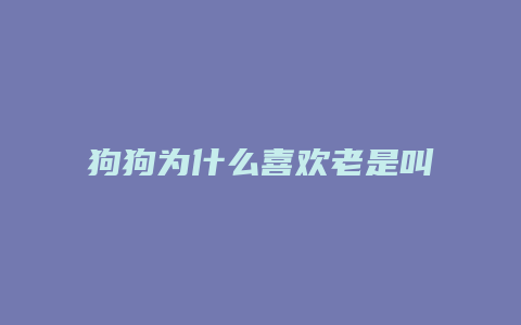 狗狗为什么喜欢老是叫