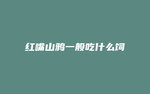 红嘴山鸦一般吃什么饲料