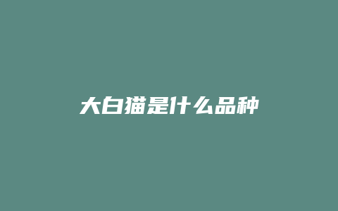 大白猫是什么品种