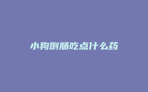 小狗倒肠吃点什么药