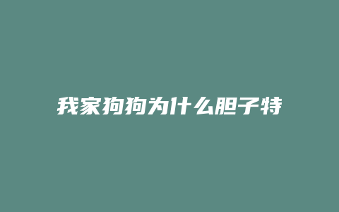 我家狗狗为什么胆子特别小