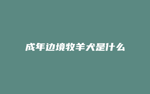 成年边境牧羊犬是什么样子的