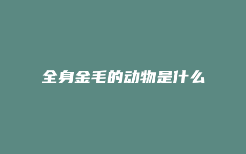 全身金毛的动物是什么意思