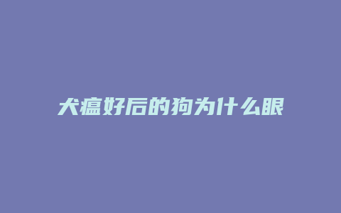 犬瘟好后的狗为什么眼睛红