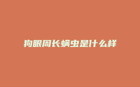 狗眼周长螨虫是什么样