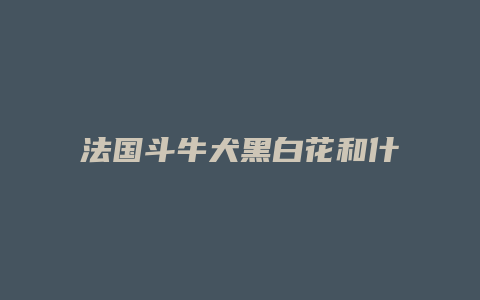 法国斗牛犬黑白花和什么色配好