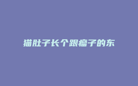 猫肚子长个跟瘤子的东西是什么