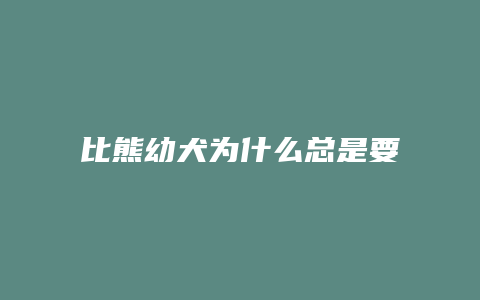 比熊幼犬为什么总是要吃东西