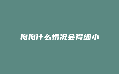 狗狗什么情况会得细小