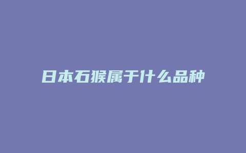 日本石猴属于什么品种