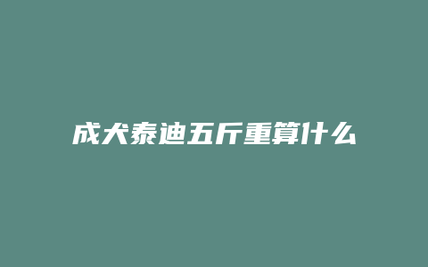 成犬泰迪五斤重算什么