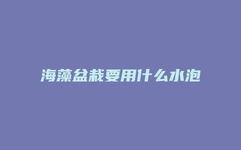 海藻盆栽要用什么水泡