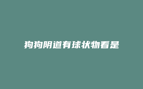 狗狗阴道有球状物看是什么原因