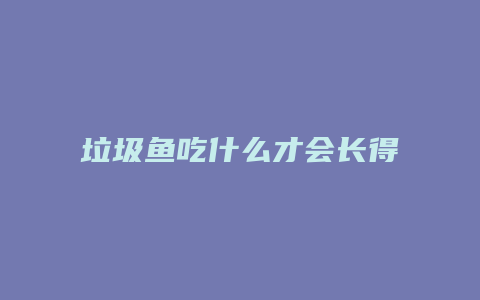 垃圾鱼吃什么才会长得非常大