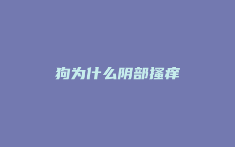 狗为什么阴部搔痒