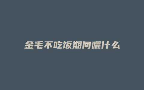 金毛不吃饭期间喂什么